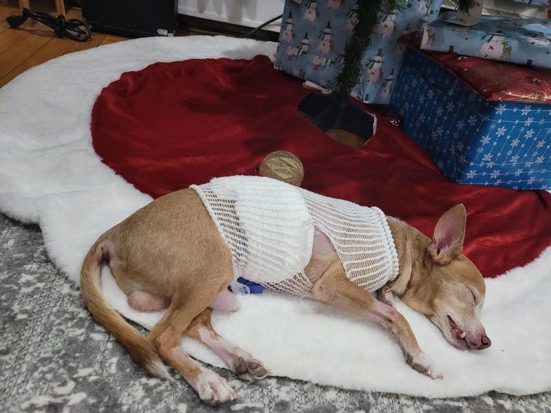 recovering chihuahua