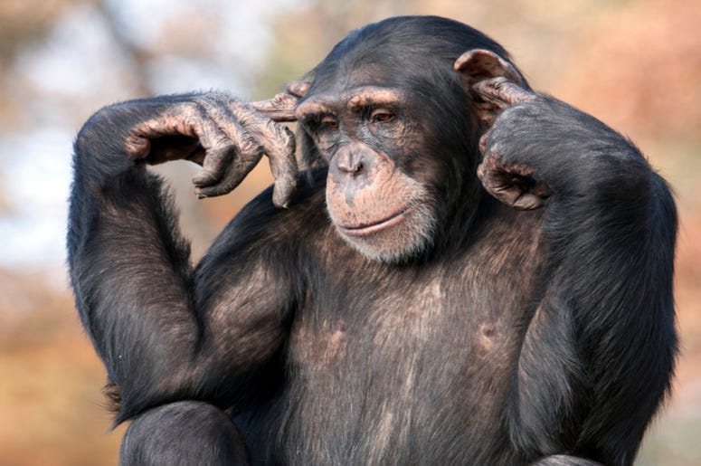 Chimpanzee