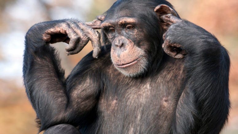 [Video] This Chimpanzee Uses Instagram Like A Pro