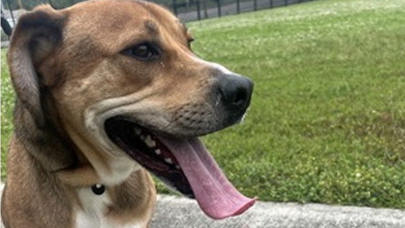 brown dog with tongue out