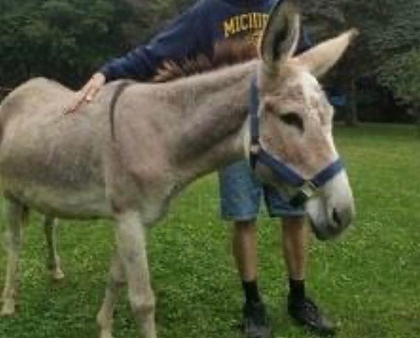 Chloe the donkey is missing in Michigan