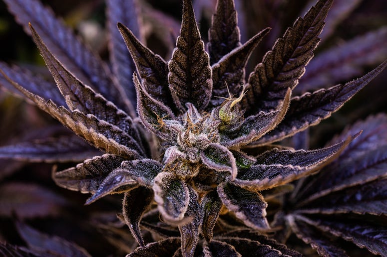 Harmony Dispensary Chocolope