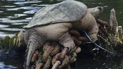 'Chonkosaurus' turtle is no youngster and proof the Chicago River is healthier habitat: wildlife expert