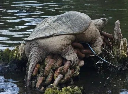 Massive snapping turtle