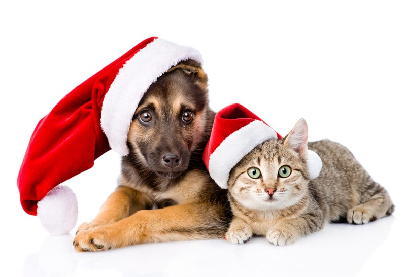 Christmas Pets