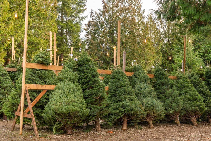 Christmas trees lined up for sale