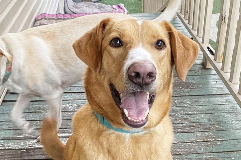 Chulo the dog