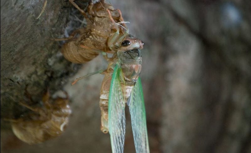 Cicada