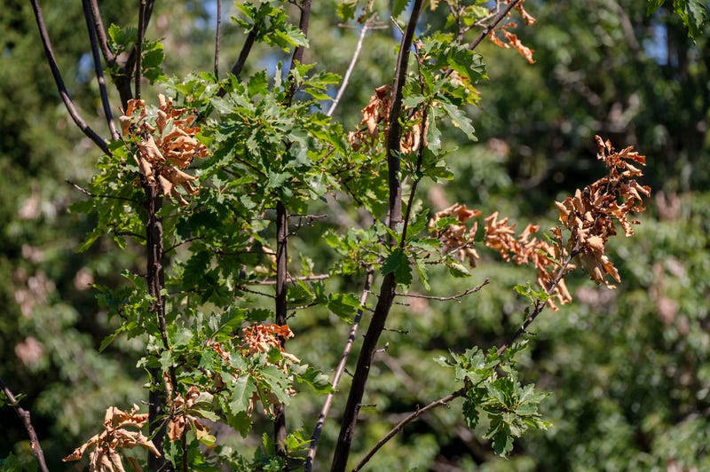 Cicada damage