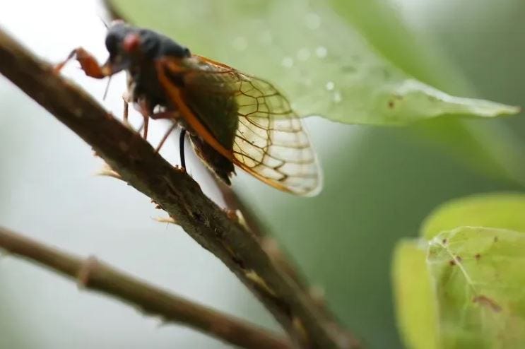 female periodical cicada