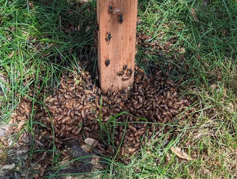 Cicadas