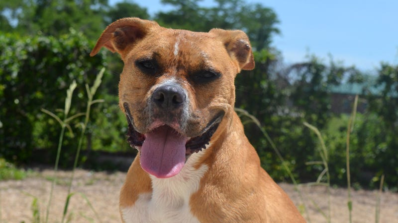 Clarabelle the dog