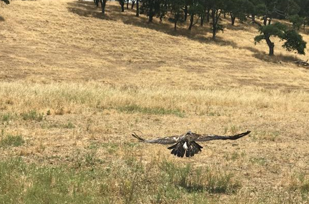 Golden eagle released in Clayton
