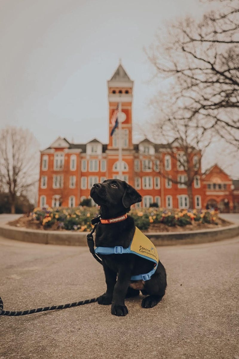 Clemson University students training service dogs
