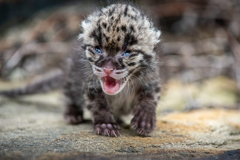 Clouded Leopard Cub at Pittsburgh Zoo