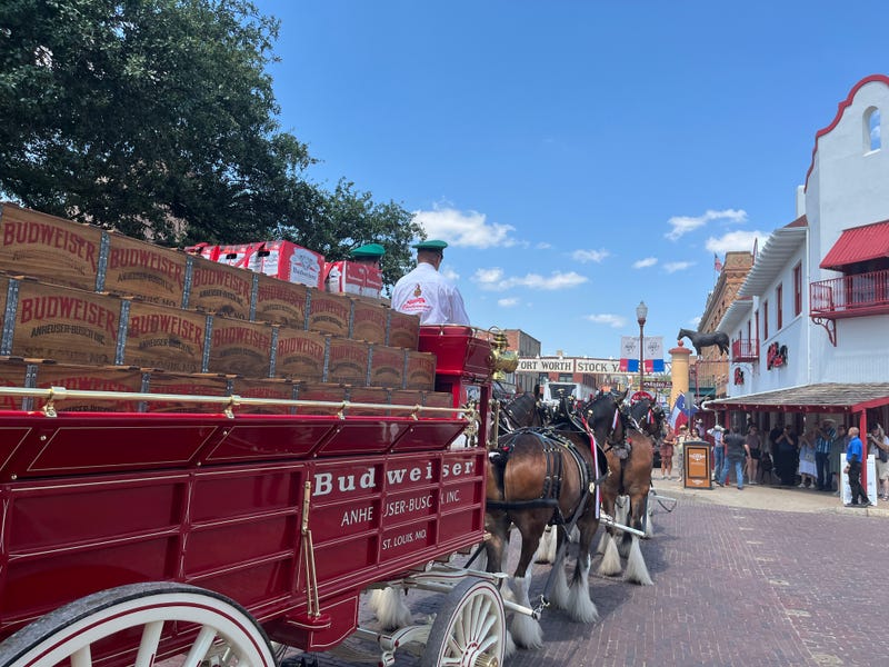 Clydesdales