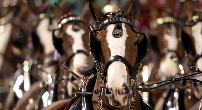 Budweiser Clydesdales