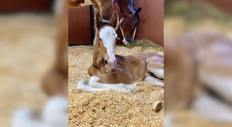 Clydesdale foal