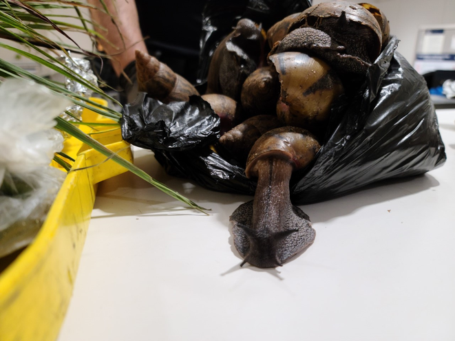 Giant African Snail seized at JFK