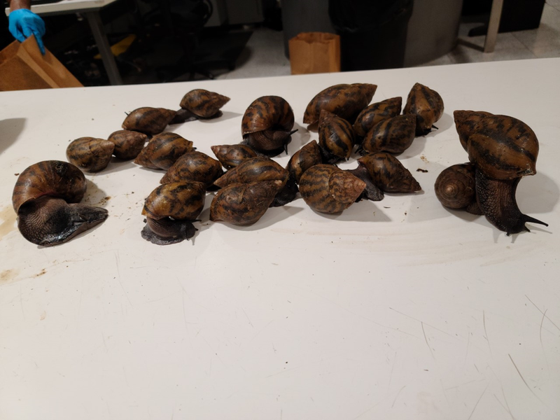 snails