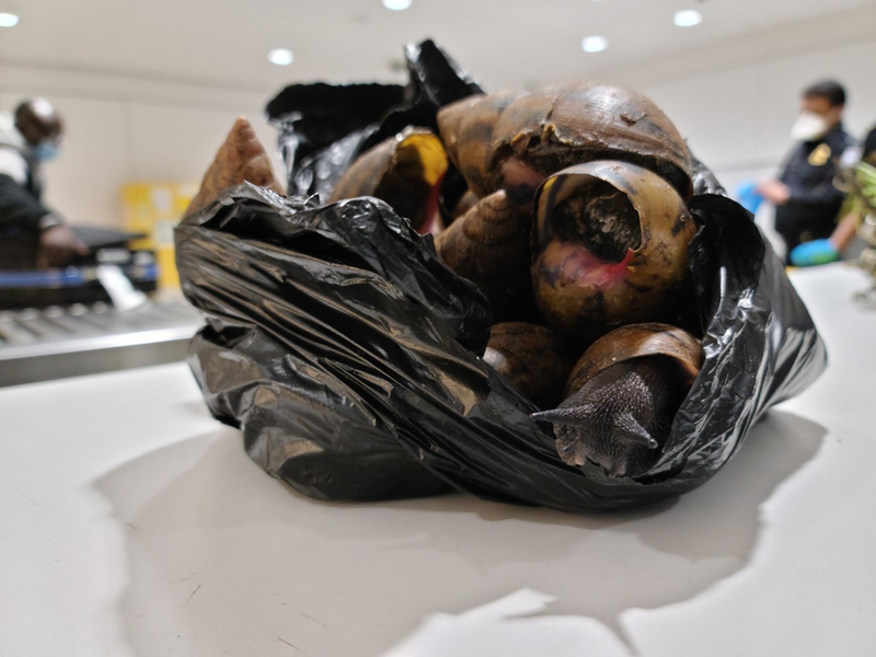 Giant African Snails seized at JFK