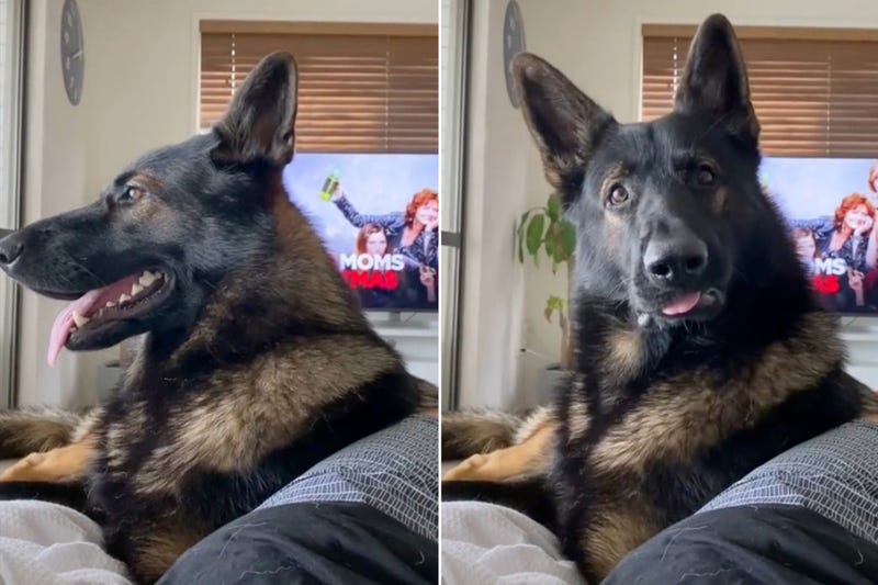 Retired K9 sniffer’s reaction to word ‘cocaine’