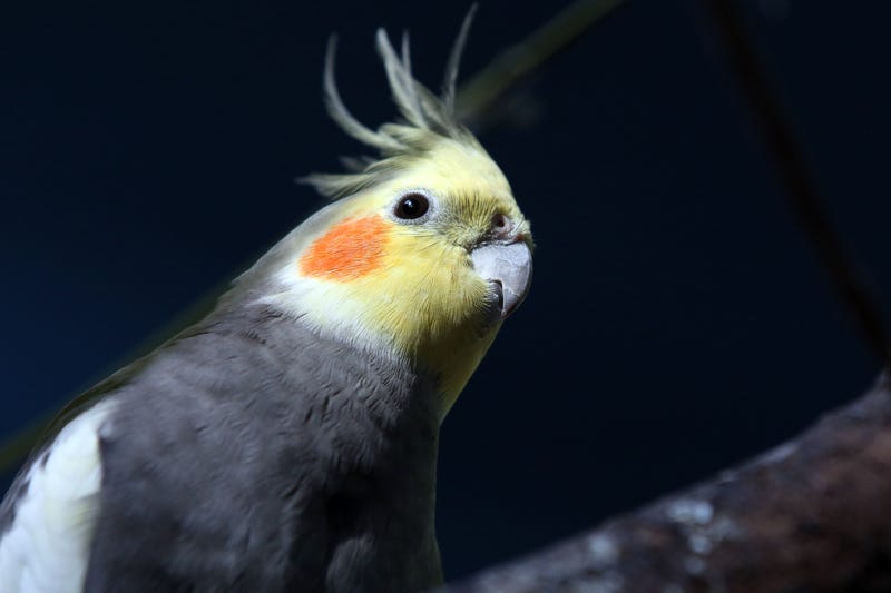 Cockatiel