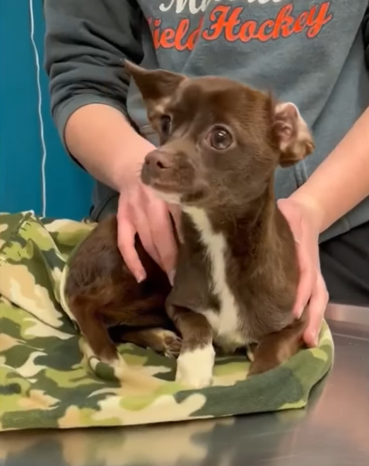 Reward offered for information on dog found sealed in 3 bags on train tracks in Vineland