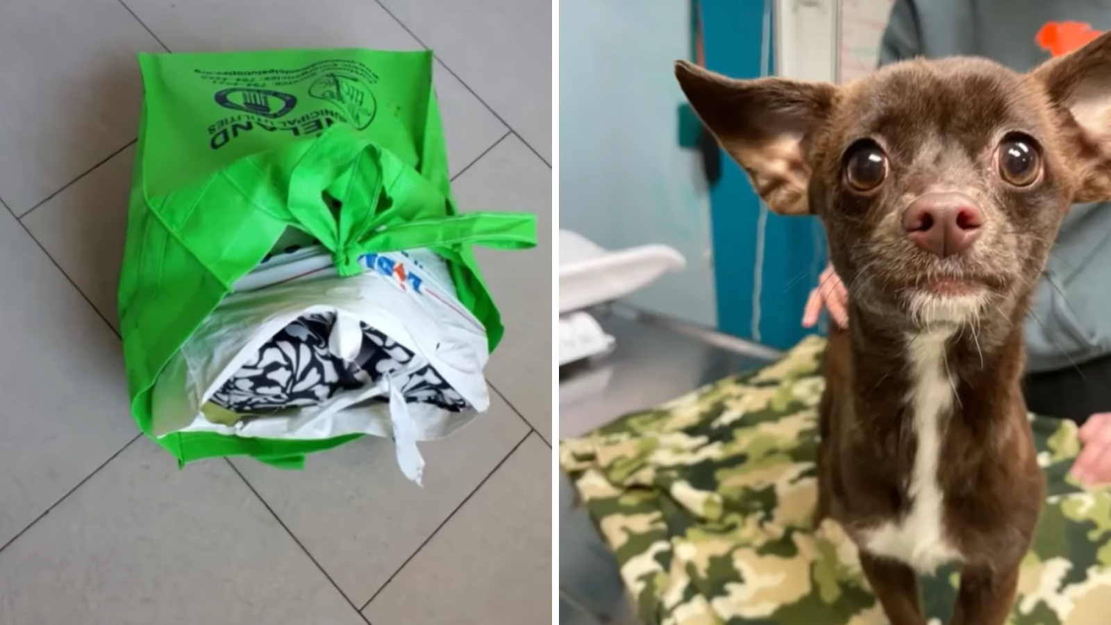 $1K reward offered for information on dog found sealed in 3 bags on train tracks in South Jersey