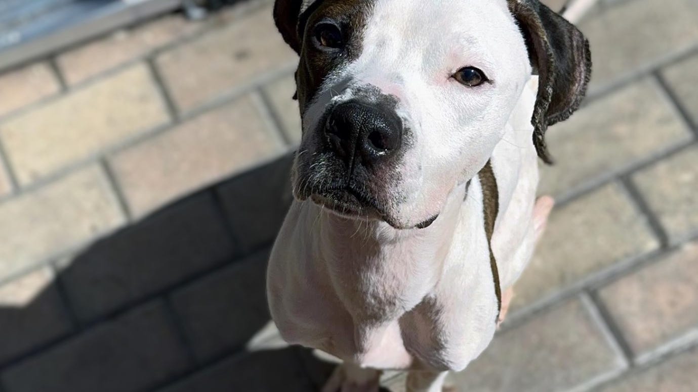Abandoned and abused puppy recovering at Irving Park animal shelter: 'He was totally no muscle mass'