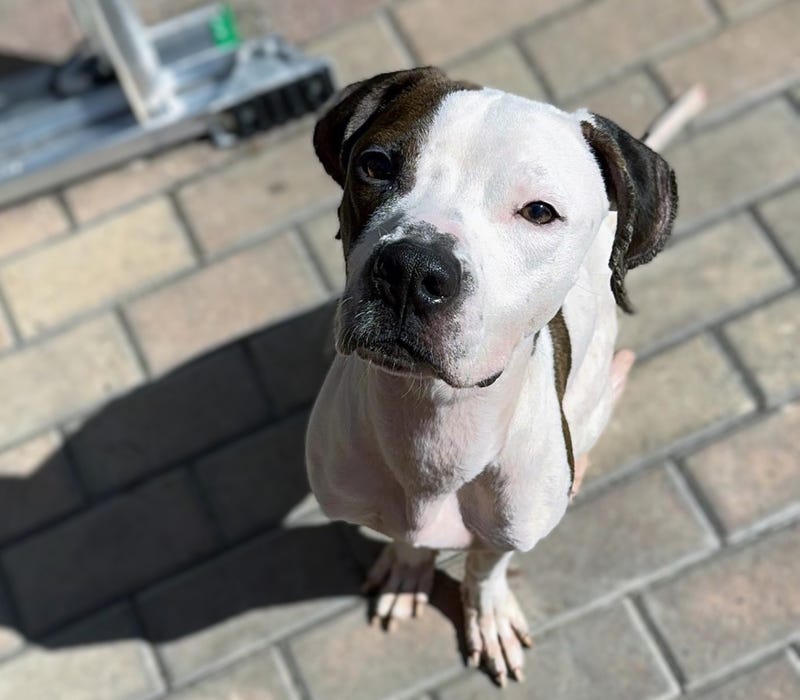 Cody the pitbull mix puppy