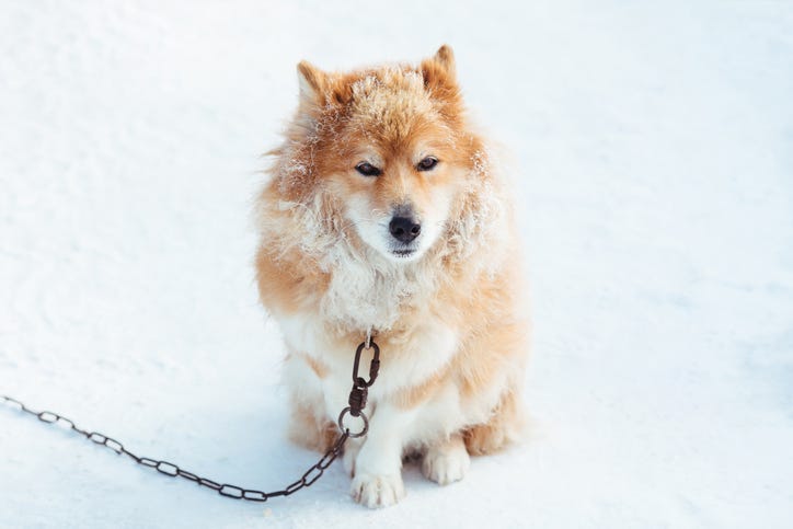 Neighbors are protesting dogs left out in the cold