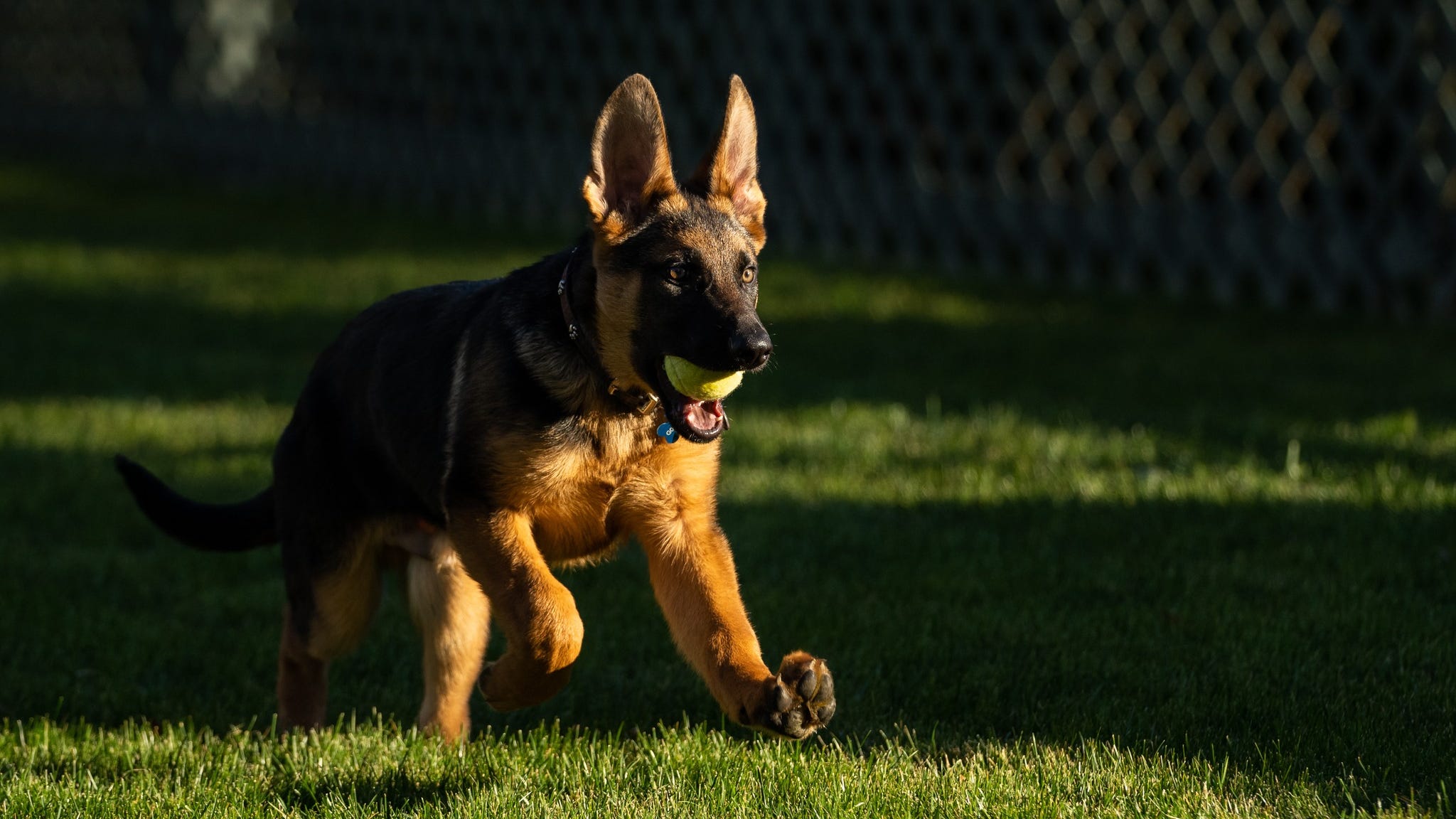 President Biden welcomes adorable new puppy Commander