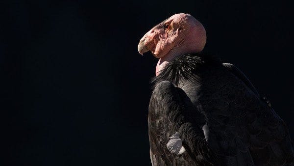 Aerial Search For Missing California Condors Besieged By Wildfire Comes Up Empty