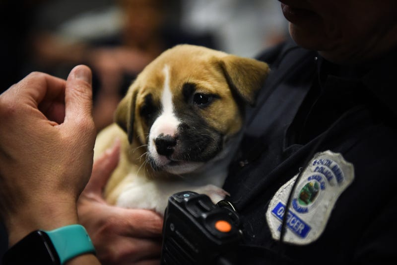 puppy