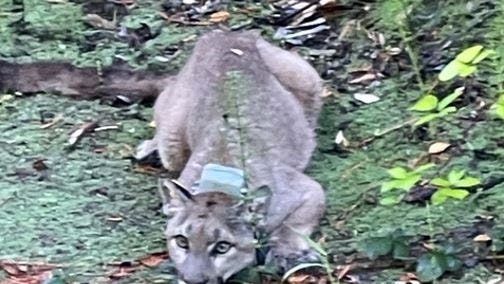 Mountain lion that triggered two North Bay school lockdowns to be euthanized
