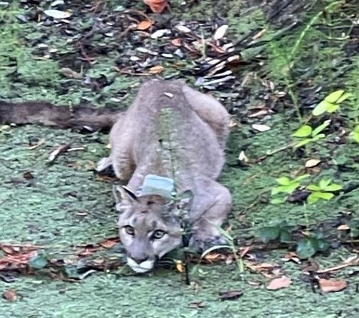 The mountain lion that caused lockdowns at Rohnert Park schools.