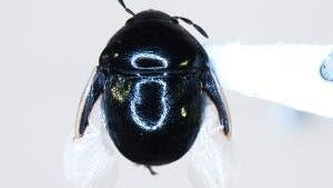 Unusual and unknown insect discovered by border agents