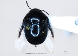 A first-in-nation pest was discovered at the Otay Mesa Cargo Facility within a shipment containing fresh cut flowers.