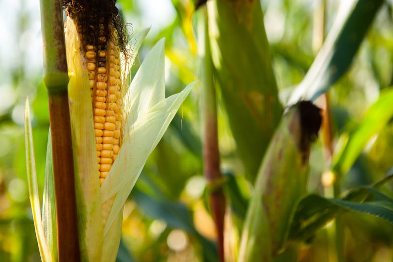 cornfield, close up of ear of corn