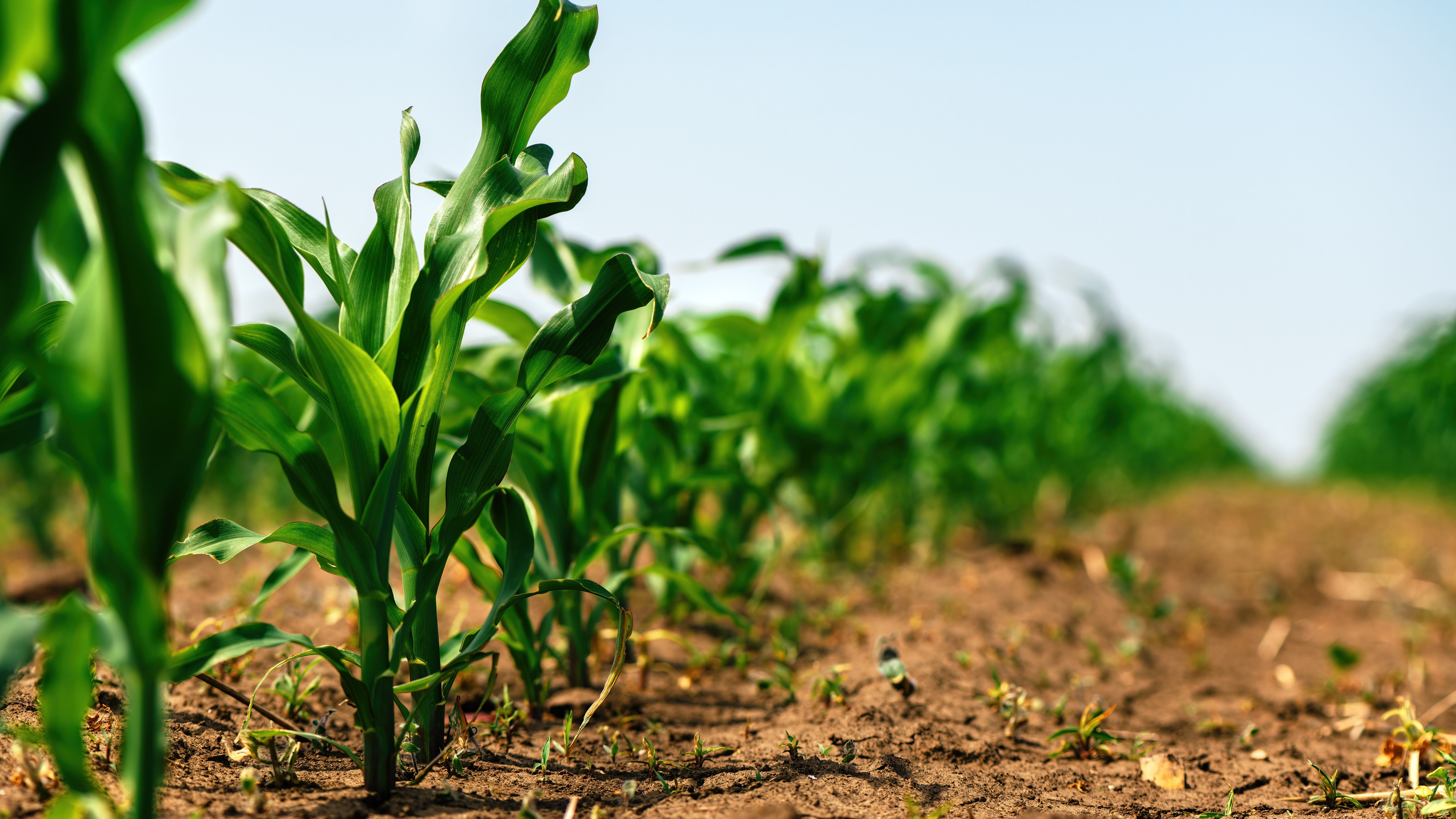 Spring weather uncertainty brings slow start to planting season for Minnesota farmers