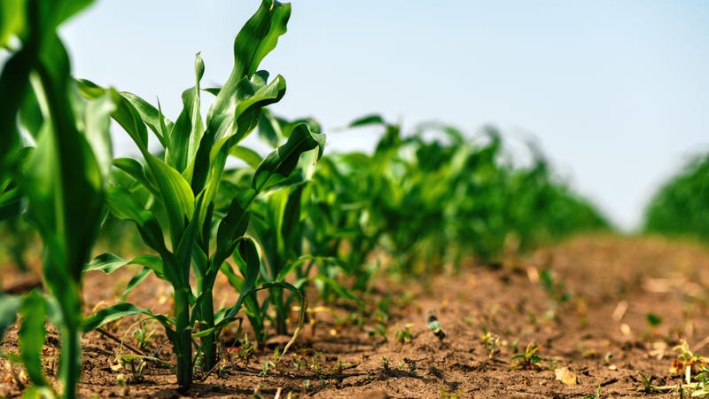 Corn field