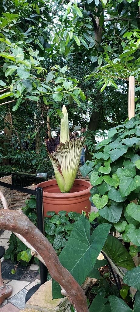 Corpse flower