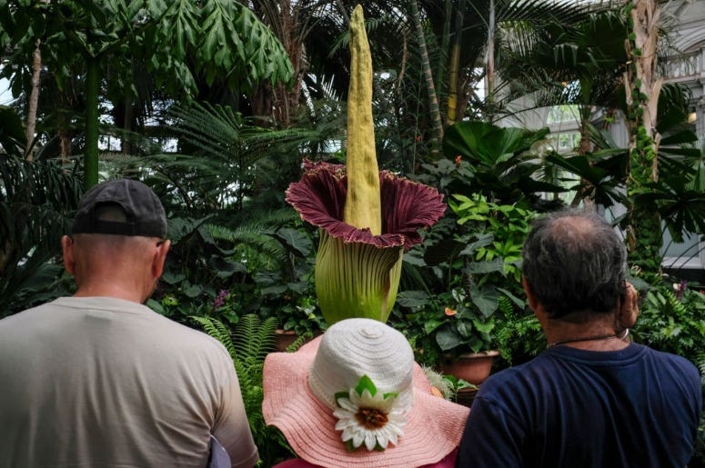 corpse flower