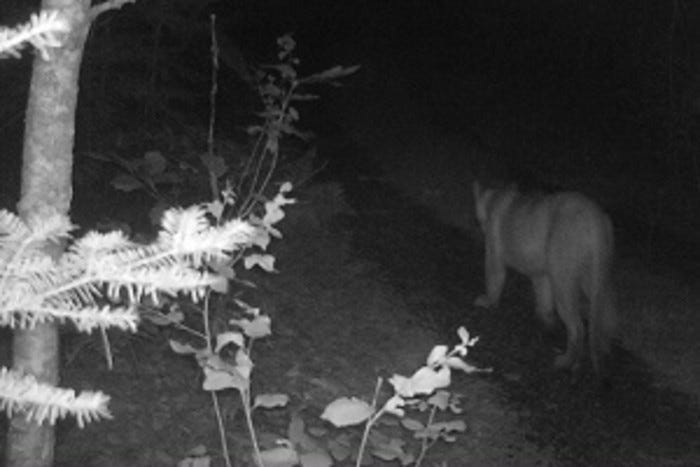 cougar sighting in Michigan
