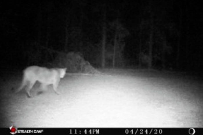 cougar sighting in Michigan