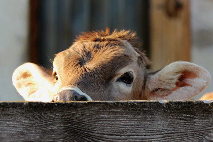 Cow on the loose