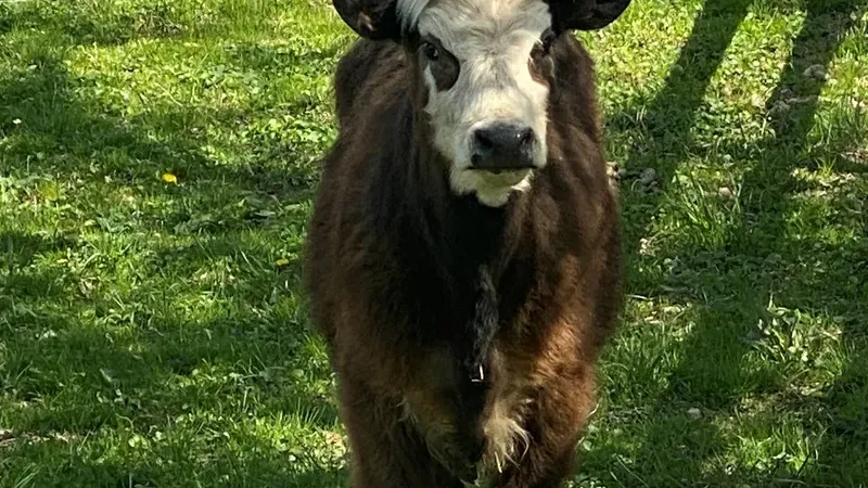 Cow set loose during Niles prank finds permanent home