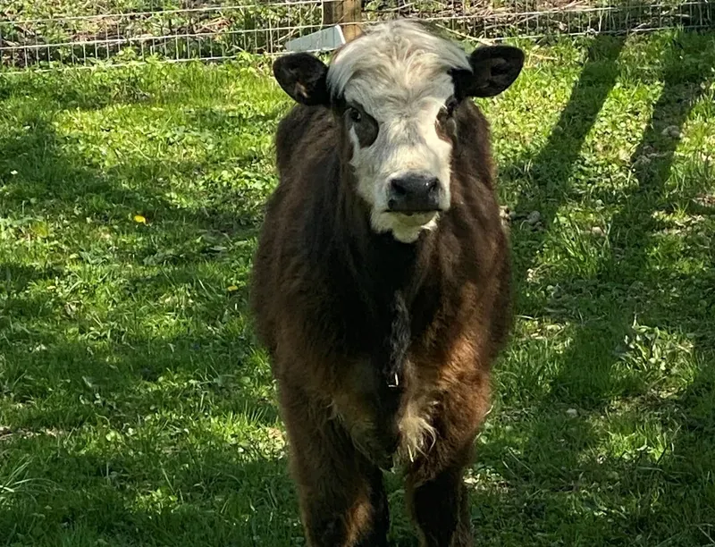 cow