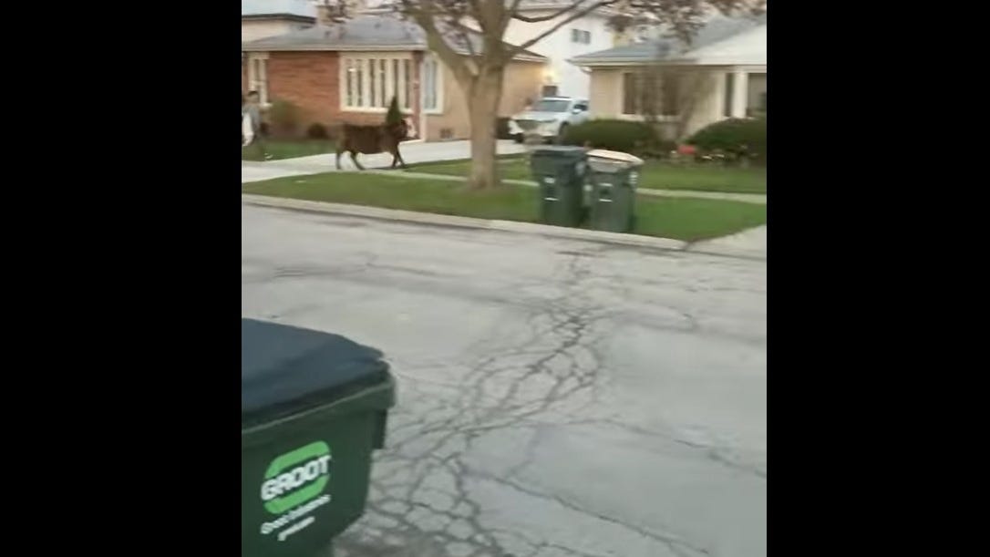WATCH: Holy cow! Loose livestock in Niles finally caught after senior prank fails